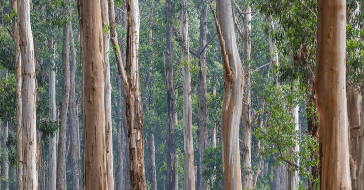 Gum trees - Are you missing a “forest” of business performance issues